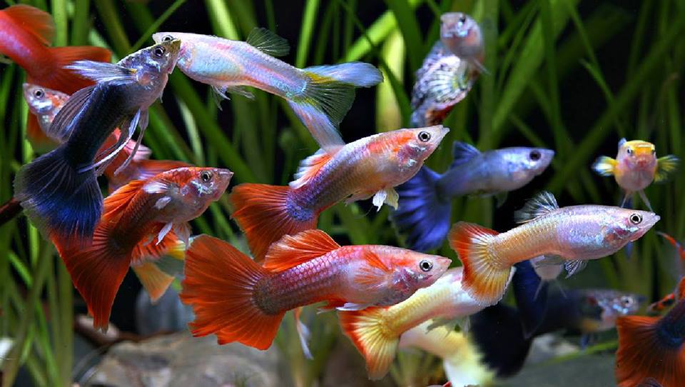 Timperley Aquatics, Pets & Reptiles